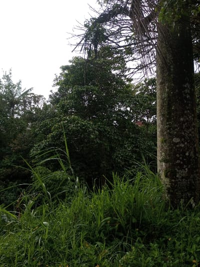 Lush, green vegetation fills the foreground, dominated by tall grasses. Behind, dense foliage forms a backdrop of varying shades of green, punctuated by a thick, moss-covered tree trunk on the right. Thin, hanging vines or branches descend from the upper portion of the trunk. A few bare branches reach skyward. The overall impression is that of a wild, overgrown natural environment.