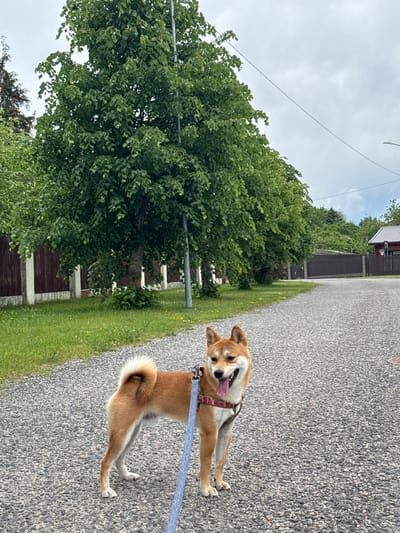 A Shiba Inu dog is standing on a gravel road in Carnikava, Latvia. The dog is facing the camera with its mouth open and tongue out. It is wearing a red and green harness and a blue leash. In the background, there are trees, a wooden fence, and a house. The sky is cloudy.