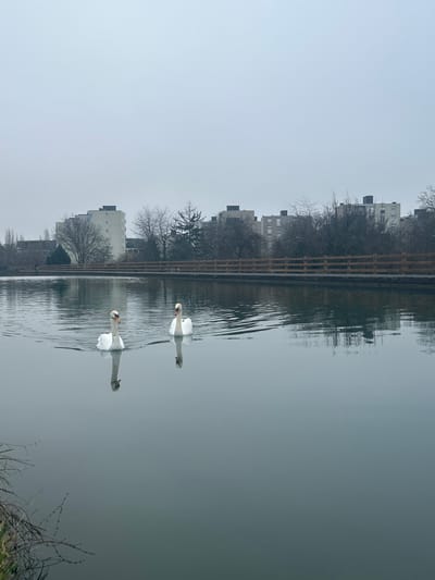 This image depicts a body of water, likely a canal or lake, located in Bischheim, France, under an uniformly overcast, light-grey sky. Two white swans, each featuring an orange beak with a black knob at its base, are centrally positioned in the mid-ground, swimming towards the right side of the frame. They create subtle V-shaped wakes behind them, and their reflections are visible on the calm water surface.

The far bank of the waterway is bordered by a horizontal wooden slatted fence of light brown color, extending across the middle ground. Behind this fence, a paved path is discernible. Further back, a line of predominantly bare deciduous trees, interspersed with some evergreen conifers, partially obscures the distant background. Rising above the tree line are several multi-story residential buildings, characterized by light-colored facades and dark, flat roofs. The immediate lower left foreground reveals sparse, dry, twig-like vegetation protruding from the unseen near bank. No human individuals or discernible activities are present in the scene.
