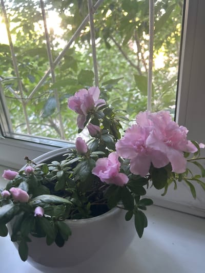 A close-up, eye-level shot captures a potted azalea plant with light pink flowers and buds. The plant is situated on a windowsill, with a window behind it showing blurred green foliage and sunlight filtering through a metal grate. The overall scene is brightly lit, suggesting daylight. The location is identified as Barnaul, Russia.