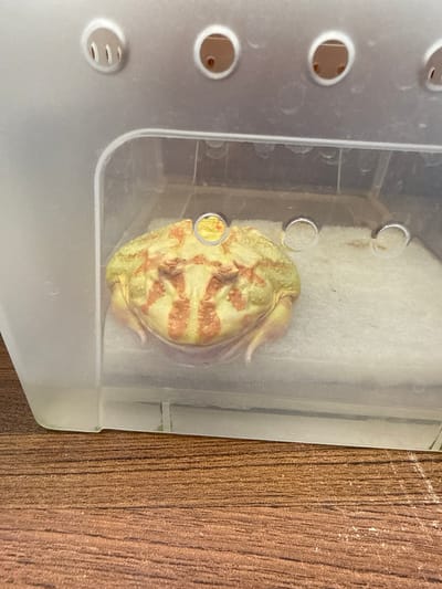 A pale yellow and orange frog with prominent eyes is visible inside a clear plastic container with air holes. The container is placed on a wooden surface. The frog is mostly submerged in a white, porous substrate. The scene is indoors and appears to be a domestic or pet-related setting. No specific location in Taipei, Taiwan can be determined from the image.