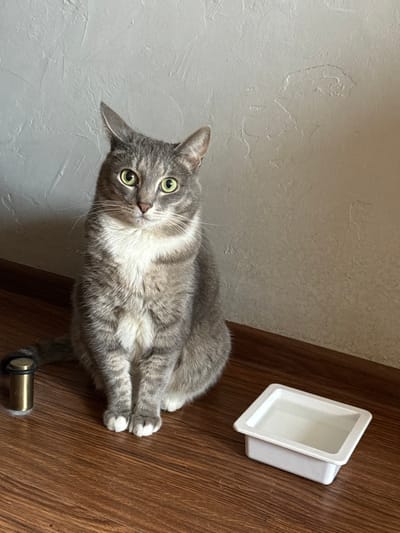 A grey tabby domestic shorthair cat with distinctive white markings on its chest, chin, and paws is sitting upright on a brown wooden floor, looking directly forward with alert green eyes. The cat's tail is partially visible behind a brass-colored cylindrical door stop with a black rubber ring, affixed to the floor on the left side of the frame. To the cat's right, a small white rectangular bowl filled with clear liquid rests on the floor. The background consists of a light gray textured wall. This indoor scene is located in the city of Reutov, Russia.