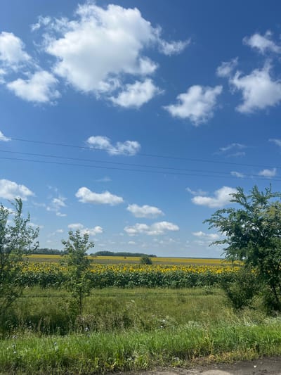An outdoor, eye-level, vertical shot captures a bright, sunny day with a vibrant blue sky dotted with scattered white clouds. In the foreground, a textured dirt path or road runs along the bottom edge. To the left and right of the path, tall green grass and various plants create a lush border. Behind the grass, a vast field of bright yellow sunflowers stretches horizontally across the middle ground, bordered by dark green foliage. Several trees, with green leaves, are positioned in the foreground and mid-ground. Three thin, dark, horizontal power lines are visible across the upper portion of the frame, high above the sunflower field. The horizon line is low, with the majority of the image dedicated to the sky. The scene appears to be located in Aleksandrovka 2-Ya, Russia. There are no people or animals visible in the image.