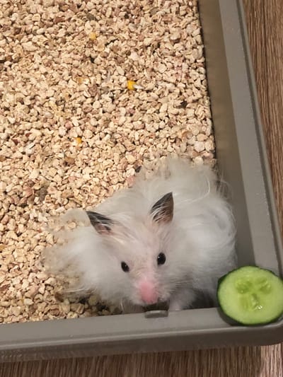 A fluffy white hamster with black ears and pink nose is peeking out of a gray enclosure filled with light brown bedding. The hamster has dark eyes and is looking towards the camera. A slice of cucumber is visible on the top edge of the enclosure. The enclosure is placed on a wooden surface. The scene is an indoor setting. There is no visible text.