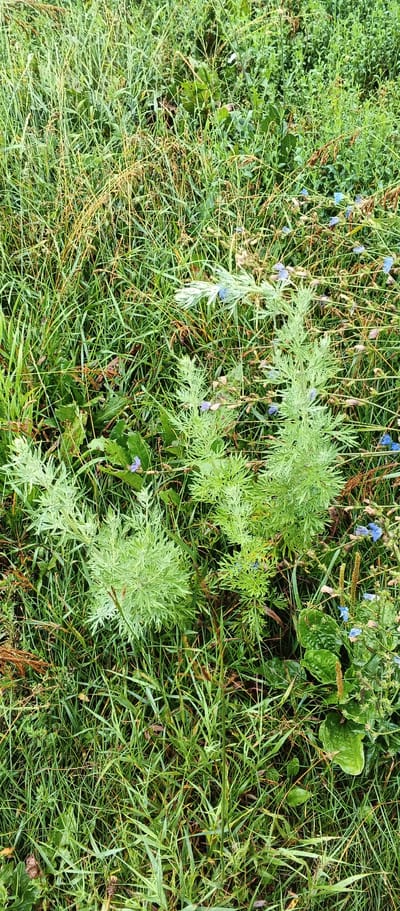 A close-up, overhead view captures a patch of green, wild vegetation. The flora consists primarily of tall, blade-like grasses in various shades of green and dry, straw-like stalks. Interspersed among the grasses are several plants with feathery, light green leaves. Tiny, delicate blue flowers are scattered throughout the scene, some appearing to be attached to thin stems. A few broader, darker green leaves are also visible. The overall impression is of a natural, untamed area, possibly a meadow or uncultivated field. There is no indication of human presence or activity.