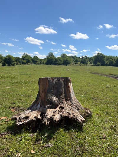 The image shows a large, weathered tree stump in a grassy field under a blue sky with scattered white clouds. The stump is in the foreground, with its rough, textured surface and exposed roots clearly visible. The field is green and dotted with small white flowers. In the background, a line of trees forms a natural border, and beyond that, the terrain rises gently. A dirt track winds through the field in the middle ground. The scene appears to be in a rural or natural setting, likely a meadow or a cleared area within a forest. There are no people or animals visible in the image. The lighting suggests it is daytime, with the sun casting shadows. The overall impression is one of a peaceful, natural landscape. Based on the provided context, this scene is located in the city of Kamennomostskiy, Russia.