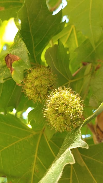 In the city of Neoi Epivates, Greece, two spiky, green seed pods hang from a tree branch amidst lush green leaves. The pods are round and covered in small, needle-like protrusions, indicating they are likely in the early stages of development. The surrounding leaves are large and broad, with visible veins and a slightly textured surface. Sunlight filters through the foliage, creating bright highlights and casting shadows, suggesting an outdoor setting during the daytime. No people or animals are visible in the frame. The environment appears natural and undisturbed.