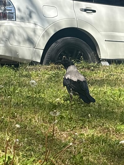 This media file, taken in Simferopol, Ukraine, displays an outdoor scene featuring a white vehicle and a crow on a grassy area under bright daylight.
The main subjects are a white car and a bird. The car, which appears to be an SUV or similar large vehicle, is positioned with its side facing the viewer. Visible parts include a dark tire within a white wheel well, a white fender, a black door handle, and a portion of the chrome-accented taillight assembly. The car's surface shows reflections and shadows, indicative of strong sunlight.
Adjacent to the car, a Hooded Crow (Corvus cornix) is prominently featured. The bird is distinguishable by its grey body and black head, wings, and tail. It is depicted with its head lowered, actively foraging on the grass, presumably searching for food items.
The setting is a patch of green grass, which contains various plants including dandelions, some of which are in their fluffy seed-head stage. The ground beneath the grass appears natural and somewhat uneven. The overall lighting suggests a clear, sunny day, with the bright sun illuminating the scene and creating distinct contrasts. There are no people visible, and no discernible text appears on any object in the image. The scene captures a moment of nature coexisting with man-made objects in an urban or semi-urban environment.