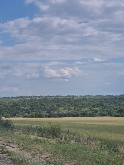 The image depicts a wide, rolling landscape under a bright, partly cloudy sky. In the foreground, a patch of dry, cracked earth is covered with sparse, dry grass and some scattered green plants. To the right of this area, a field of green and yellow crops, possibly wheat, stretches towards a distant, tree-covered hill. The hill is densely forested with varying shades of green, suggesting a mix of deciduous and evergreen trees. A single, thin utility pole stands in the middle of the crop field. The sky is dominated by blue sky with scattered, fluffy white clouds. The overall scene is one of a rural, agricultural area, likely in the countryside. The provided crops suggest the image may have been taken in or near Pidhaitsi, Ukraine, given the landscape characteristics. There are no people or animals visible in the image.