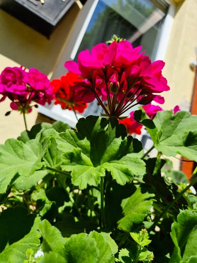 This is a close-up, vertical, sunlit photograph of potted geraniums. The bright pink and red flowers are in focus, with a cluster of vibrant pink blooms prominently displayed on the left side, arching over a window. Behind the flowers, lush green leaves with serrated edges fill the right side of the frame, casting shadows on themselves. The background shows a portion of a window with a white frame, reflecting a blue sky and some indistinct structures. The overall scene suggests a warm, sunny day, possibly late morning or early afternoon, given the strong shadows. A dark object, possibly a window box or planter, is partially visible in the lower left corner. There is no visible text in the image. The setting appears to be outdoors, on a balcony or windowsill, with the natural light highlighting the colors and textures of the plants. The location context is Švenčionys, Lithuania.
