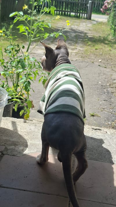 This media file depicts a hairless cat, likely a Sphynx breed, wearing a green and white striped sweater. The cat is viewed from behind, and its tail is extended. It appears to be standing on a patio made of concrete tiles. To the left of the cat, there is lush green foliage with small yellow flowers, possibly tomato plants. In the background, a wooden fence and more greenery are visible, suggesting an outdoor setting. The lighting indicates it is daytime, with strong shadows cast on the ground, hinting at a sunny day. The overall mood is calm and domestic. There is no visible text in the image. The location context provided is Забалоцкі сельскі Савет, Belarus.