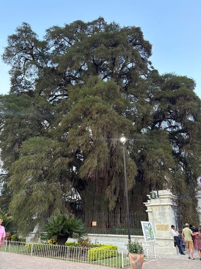 The image depicts the famed Arbol del Tule in Santa María del Tule, Oaxaca, Mexico. This massive Montezuma cypress tree dominates the scene, its dense green foliage filling the frame. A tall, white stone monument and metal fence surround the tree. A light post is visible, its lamp illuminated. Some people are standing nearby the monument. The sky is clear and blue.