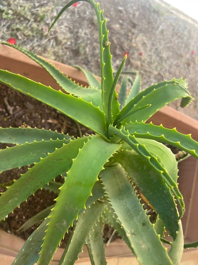 In Netanya, Israel, a close-up shot captures an Aloe Vera plant potted in a brown container. The plant's vibrant green, fleshy leaves are arranged in a rosette pattern, with serrated edges highlighted by a yellow-green tint. Sunlight catches the plant, creating a slight glare in the upper right portion of the image. The background is out of focus, showing dry, reddish-brown soil and some blurred greenery with hints of red flowers. The image is oriented vertically, focusing on the details of the Aloe Vera plant.
