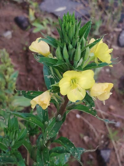 The image shows a close-up of a plant with yellow flowers and green leaves. The flowers are open, with delicate petals and visible stamens. There are also several unopened flower buds at the top of the stem, clustered together. The leaves are elongated and have a slightly serrated edge, with some appearing to have small spots or imperfections. The plant is growing outdoors, with a blurred background of brown earth and some small stones. The lighting suggests it might be daytime, possibly overcast or in the shade, as there are no strong shadows. The overall impression is of a natural, wild setting. The image does not contain any people or visible text.