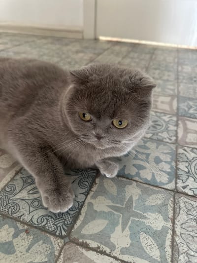 This is a close-up, high-angle, eye-level shot of a fluffy, gray Scottish Fold cat lying on a patterned tiled floor. The cat is the sole subject. Its ears are folded, and its large, round, yellow eyes are looking slightly upwards and to the left, conveying a curious or perhaps slightly startled expression. The cat's paws are visible, one extended outwards. The floor is covered in square tiles with a vintage, distressed pattern featuring intricate designs in shades of blue and white. The lighting suggests it is daytime, with a bright light source visible to the far left of the frame, casting a soft glow on the wall behind the cat. There is no visible text in the image. The scene appears to be indoors, likely in a home or a similar environment. The overall mood is calm and domestic.