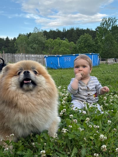 A Pomeranian dog is in the foreground, looking up with its mouth open. To the right, a baby is sitting in a field of clover, eating something from its hand. In the background, there is a blue inflatable pool, a wooden fence, and trees under a cloudy sky. The scene is outdoors, likely in a rural or suburban area, possibly in Rusalevka, Russia.