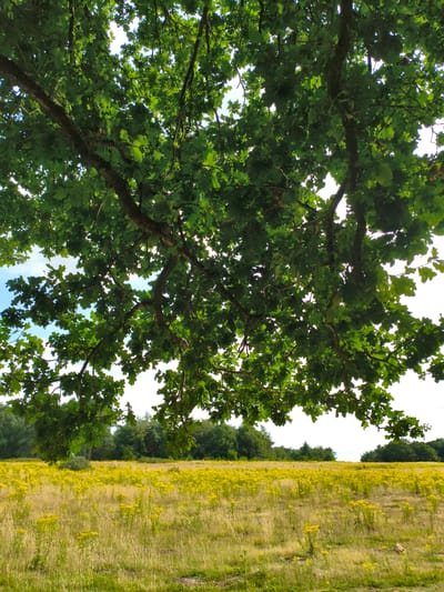 A low-angle shot captures the underside of a large oak tree's branches laden with green leaves. The branches dominate the upper half of the frame, obscuring a bright, cloudy sky. Below the tree, a vast field stretches towards a distant line of trees. The field is covered in a dense carpet of small yellow wildflowers, interspersed with tall, dry grasses. The overall impression is one of a tranquil, rural landscape.