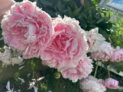 The image shows a close-up of several blooming pink peonies in a garden. The flowers are large and have many ruffled petals. Some of the petals are translucent due to the sunlight shining through them. In the background, green foliage and a glimpse of a window frame are visible. The ground below the flowers appears to be covered in grass with fallen petals scattered on it. There is no visible presence of people or any specific landmarks that would indicate a location within Piriutino, Russia. The overall impression is one of a serene and natural setting during daytime.