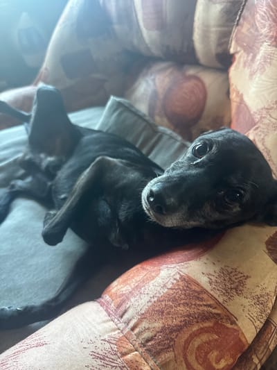 A small, black dog is resting on a sofa. The dog is positioned on a grey cushion, nestled against a patterned cushion in browns and tans. Part of another patterned cushion is visible in the background. The location is Dobrevtsi, Bulgaria. The image depicts the dog's resting position.