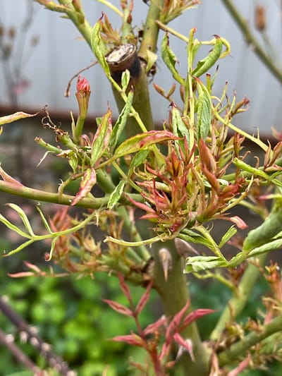 The image shows a close-up view of new growth on a plant, likely a tree or shrub, in an outdoor setting. The subjects are the delicate, unfurling leaves and stems, which are predominantly green with reddish-pink tips. Some of the leaves appear slightly curled or withered. The growth is concentrated around several branches, some of which are thicker and appear older, with one showing a darker, possibly scarred section.
The scene is detailed and macro in focus, highlighting the intricate textures and colors of the plant's emerging foliage. The background is softly blurred, suggesting a shallow depth of field. It appears to be an overcast day or a shaded area, as there are no strong shadows. The muted background tones, with hints of muted gray and green, indicate an environment with some vegetation and possibly man-made structures. The overall impression is one of new life and the transition of seasons, possibly spring.
There is no visible text in the image. The location context of "Средний, Russia" suggests a temperate climate where such plant growth would be seasonal. The activity taking place is simply the natural process of plant growth and development.