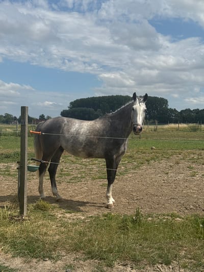 A dappled grey horse stands in a fenced-in outdoor enclosure. The horse is facing the camera, with its head slightly turned to the left. Its mane and tail are light in color. The enclosure appears to be dry and dusty, with some patches of dry grass. In the background, there are trees and a fence line. The sky is cloudy and blue. This scene is located in the city of Estaimpuis, Belgium.
