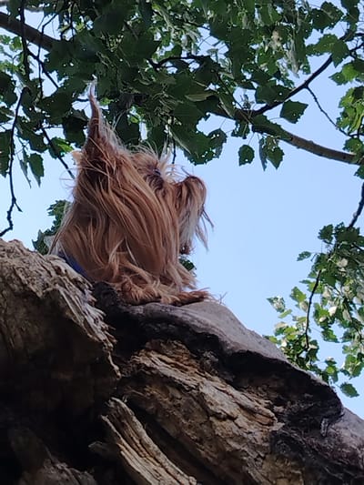 A small, long-haired dog with light brown fur sits on a large, rough-textured tree branch. The dog's back is to the viewer, and its head is lowered, with its fur appearing windblown and obscuring its face. The dog is partially visible, with its hindquarters and paws clearly distinguishable. It appears to be wearing a blue collar or harness. The branch is greyish-brown and appears weathered and split. The background consists of a clear blue sky and green tree leaves. The image is taken from a low angle, looking up at the dog and the branch. The scene appears to be outdoors in a natural setting, possibly a park or forest area.