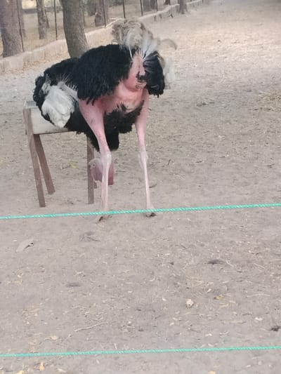 The image displays an ostrich standing on dry, light brown earth in Gandu Albasa, Nigeria. The ostrich exhibits a black feathered body, white plumage on its posterior, and a sparse, light-colored, frizzy crest of feathers on its head. Its long neck and legs are largely featherless, revealing pinkish-red skin. A distinct bulge is visible on the ostrich's left leg. The bird is positioned with its neck lowered and extended forward. Behind the ostrich, a crude, light-colored wooden stand is present. A thin, green braided rope spans horizontally across the lower foreground. The background features out-of-focus tree trunks and sparse dry vegetation under daylight conditions. No other people or animals are visible, and no interactions are depicted.
