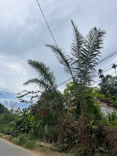The image shows a street scene in Benuaraja, Indonesia, on a cloudy day. In the foreground, a paved road runs along the left side of the frame, bordered by a dirt embankment. A cluster of palm trees dominates the center of the image, with their fronds reaching towards the sky and partially obscuring power lines. Lush green vegetation, including banana trees and flowering plants with red blooms, grows along the embankment. A white building with a red roof and a satellite dish is visible in the background, nestled among the trees. The overall impression is one of a tropical, somewhat overgrown urban environment.