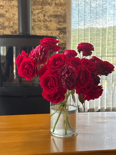 A vase of dark red roses sits on a wooden table. The vase is clear glass and contains water. The roses are a deep red color and appear to be fresh. Behind the roses is a black stovepipe and a textured stone wall. To the right of the stovepipe is a window with vertical blinds. The blinds are white and allow natural light to filter through. The blinds are positioned in front of a green outdoor scene. The overall setting suggests an interior space in Byurakan, Armenia.