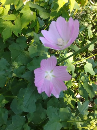 The image shows two light purple flowers with darker purple veins, surrounded by lush green foliage. The flowers have five petals each and are in focus, while the background is slightly blurred, suggesting a shallow depth of field. The lighting indicates it is daytime, with sunlight illuminating the leaves and flowers, casting shadows. The environment appears to be an outdoor garden or natural setting, with various green leaves and some smaller, unripe green fruits visible in the background. The scene is devoid of any human presence. The image quality is moderate, with some noise and a slight lack of sharpness. Based on the provided information, this scene is located in the city of Kabanbay, Kazakhstan.