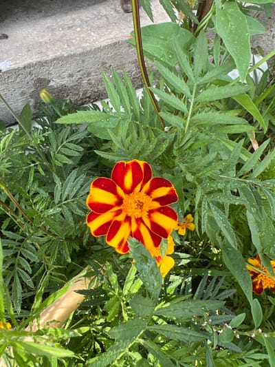 A close-up, overhead view of a vibrant red and yellow marigold flower in Yuryevka, Kyrgyzstan. The flower is centered in the frame, surrounded by lush green foliage that appears damp, possibly from recent rain. The leaves are serrated and feathery. To the left of the flower, a concrete step is visible with some white markings. A single yellow marigold bud is also present near the step. The overall impression is a natural, outdoor setting within a garden or park.