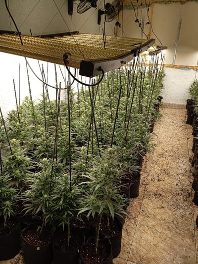 The image captures an indoor facility dedicated to plant cultivation, likely a grow room for cannabis plants given their distinctive leaf structure and visible flowering stages. The scene is brightly illuminated by artificial light, presumably from the overhead lighting system.
In the foreground and extending deep into the background, numerous plants are arranged in neat, parallel rows. Each plant is potted in a black fabric grow bag, and many are supported by slender, dark-colored stakes or poles inserted into the soil around them. The plants themselves are medium-sized, with broad, serrated green leaves, and many show signs of active flowering, characterized by small, developing buds and prominent white pistils. The overall health and uniformity of the plants suggest careful cultivation.
Above the plants, a sophisticated lighting system is suspended from the ceiling. It features a large, rectangular fixture with multiple horizontal light bars, designed to distribute light evenly over the plants. A large, light-colored, possibly reflective or diffusing panel is situated above this fixture. Attached to the main light fixture, a black control box is visible, with the words "SUPER HARVESTER" clearly printed on its side. Various wires and cables run from the lighting system, connecting it to power and potentially other control units.
Further above, two ceiling-mounted industrial-style fans are visible, positioned to aid in air circulation within the grow space. The ceiling itself is light-colored and appears to be made of standard building materials. The walls are also light-colored, possibly white or off-white, with a textured finish. On the upper right side of the image, some insulation material or panels are visible, contributing to the controlled environment.
A clear aisle or walkway runs along the right side of the image, separating one set of plant rows from another. The floor of this aisle is tiled with light-colored, possibly beige or off-white, rectangular tiles. Some scattered debris, appearing to be soil or dried plant matter, is visible on the floor, particularly along the edges of the plant rows.
The overall impression is that of a well-organized and maintained indoor grow operation, meticulously set up to provide optimal conditions for the plants' growth and flowering.