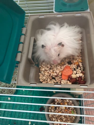 A fluffy white hamster with pink ears and a pink nose is nestled in a light brown plastic container filled with hamster food and a few orange pieces of dried fruit. The container is part of a hamster cage, the bars of which are visible at the bottom of the image. The cage sits on a green surface. A teal-colored lid is partially visible on the left side of the container. The hamster appears to be a Syrian hamster, also known as a golden hamster. There is no information in the image that would allow for determining its location in Solikamsk, Russia.