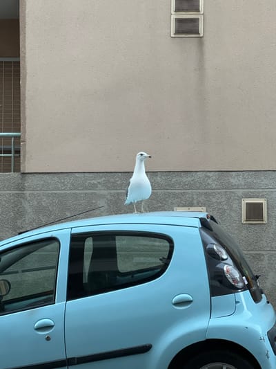 A seagull stands on the roof of a light blue hatchback car parked in front of a building. The building has a beige upper section and a textured grey lower section. There are two ventilation grilles on the beige section of the building. The car has its rear window and part of its side window visible. The seagull is predominantly white with light grey markings on its wings. The image appears to be taken from a slightly elevated position.
