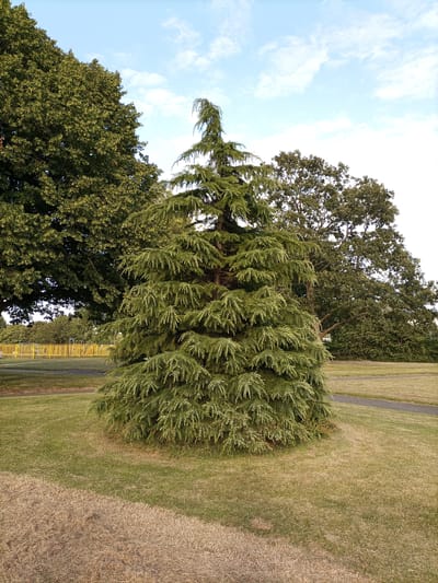 The image shows a park scene with several trees and a bright blue sky with scattered white clouds. In the foreground, a large evergreen tree with dense, drooping branches stands prominently in the center. To the left, a deciduous tree with a full, green canopy is visible. Behind these, another large deciduous tree with a darker green, more rounded crown occupies the right side of the frame. A yellow fence, possibly part of a playground, is visible in the mid-ground to the left. The ground is covered in grass, with some areas appearing drier and browner, suggesting a change of seasons or varied watering. A paved path curves through the grassy area. The overall setting appears to be a public park within Tameside, United Kingdom, offering a serene natural environment within an urban or suburban context. No people or animals are present in the image.