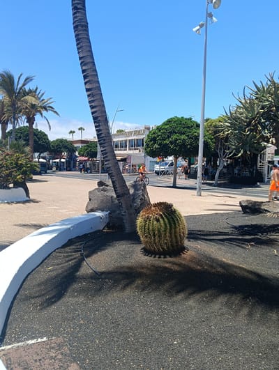This sun-drenched image depicts an outdoor scene in Puerto Del Carmen, Spain, likely a promenade or street lined with establishments. In the foreground, a tall palm tree trunk angles across the frame, casting a long shadow to the right. At its base, a prominent, spiky barrel cactus sits on a bed of dark volcanic gravel, which covers the immediate foreground. A white, curved planter wall defines the edge of this gravel area on the left.
Beyond this foreground, a light-colored paved area transitions to an asphalt road. Several people are visible in the mid-ground, engaged in leisure activities. One person rides a bicycle wearing an orange top, while others walk or sit at outdoor dining areas. On the right, a tall street lamp post with multiple lights stands upright. The background features several multi-story buildings housing businesses, with one clearly displaying the text "INES RESTAURANT NEW WORLD." Lush green trees and other drought-tolerant plants, including an aloe-like succulent on the far right, dot the landscape, reinforcing the warm, coastal environment.
The bright sunlight, clear blue sky, and strong shadows indicate a daytime setting, likely mid-day. The overall atmosphere is relaxed and vibrant, characteristic of a holiday destination. The ground material composed of dark volcanic rocks is a strong geographical cue for the Canary Islands.