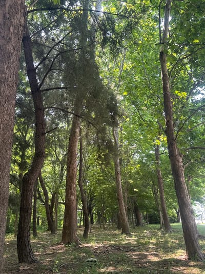 The image depicts a sun-dappled forest floor with numerous trees. The trees are of varying sizes and types, with some exhibiting rough, textured bark and others with smoother, lighter colored bark. The canopy of the trees is dense with green leaves, allowing rays of sunlight to filter through and cast shadows on the ground. The ground is covered with dry leaves, grass, and twigs. In the distance, more trees create a layered effect, and the overall atmosphere is one of natural serenity. The scene is located in Pyeongtaek-si, South Korea. There are no people or animals visible in the image.