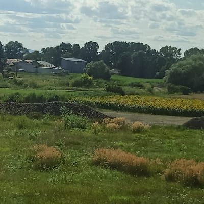 The image depicts a rural landscape near Rădăuți, Romania. The scene features a field of sunflowers in bloom, stretching across the middle ground. Behind the sunflowers, a line of dark green trees forms a dense backdrop. In the foreground, there are areas of tall grass and a dark, rocky pile. To the left, a low-lying building with a grey roof is visible, along with what appears to be a yellow construction vehicle. The sky is partly cloudy with scattered white clouds against a light blue background. The overall impression is one of agricultural land under a daytime sky.