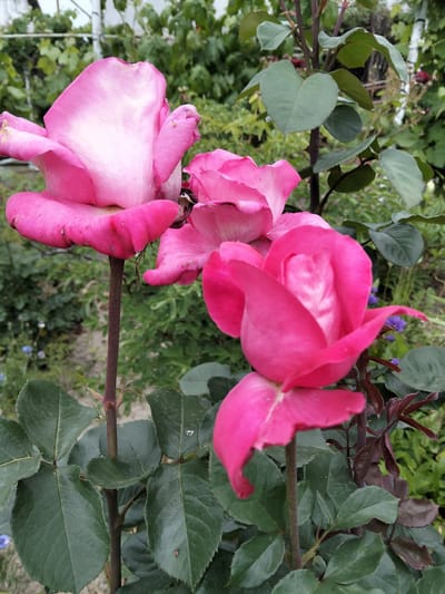 This vertical image, captured in Biliaivka, Ukraine, displays three pink roses in various stages of bloom within a garden setting. The prominent rose on the left is fully open, featuring deep pink outer petals that transition to a lighter pink and white at its core. Its dark reddish-brown, thorny stem extends downward, supporting dark green, serrated leaves. A second, partially open pink rose is situated centrally, behind and slightly to the right of the first. To the right and lower in the frame, a third rose is visible as a tightly furled bud, showcasing bright pink petals with faint lighter patterns. Its dark stem is also surrounded by dark green leaves, some of which exhibit minor brown discoloration or white residue. The background is blurred, consisting of indistinct green foliage. In the upper left background, a light-colored structural element, possibly a trellis, is partially visible, supporting blurry green leaves, which may be grapevines. Small, blurred purple flowers are scattered in the mid-ground. No human figures or discernible actions are present.