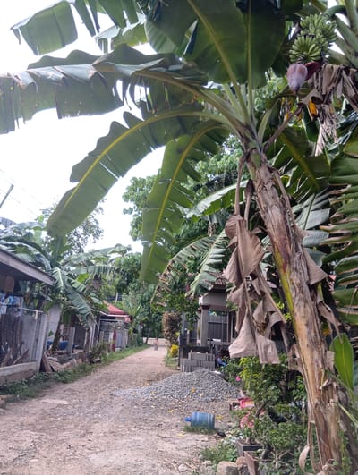 The image depicts a dirt road in a residential area of Samal City, Philippines, bordered by houses and lush vegetation. A prominent banana tree with ripening fruit and a large bloom dominates the foreground, its dry, tattered leaves contrasting with the vibrant green of its younger foliage. To the left, a fence with laundry hanging on it encloses a property with a concrete wall. Across the road, another house with a red roof is visible. In the middle ground, a person on a bicycle is riding away from the camera. Construction materials, including a pile of gravel and concrete blocks, are stacked on the right side of the road, next to a large blue water jug and potted plants. The sky is overcast, suggesting a cloudy day. The overall scene conveys a sense of rural life in a tropical environment.