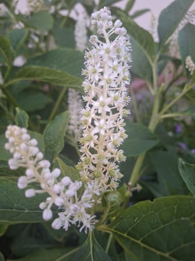 The image is a close-up, high-angle shot of a plant with multiple spiky clusters of small white flowers and large green leaves. The flowers are tightly packed along upright stems, with visible pistils and stamens. Some flowers appear to be developing buds. The leaves are broad, with prominent veins. The background is out of focus, showing more greenery and hints of purple flowers. The lighting suggests it is daytime, possibly overcast. The image does not contain any information about its location in the city of Kapyĺ, Belarus.