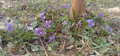 The scene, located in the city of Charshanba, Uzbekistan, depicts a ground-level view of a cluster of wild violets. Multiple small, five-petaled purple flowers are visible, growing from a substrate of light brown soil mixed with dry leaves and sparse green grass. The foliage consists of small, rounded green leaves specific to the violets and blades of grass. A vertical section of a tree trunk with light brown, textured bark is present on the right side of the frame. The environment is uncultivated, showing natural growth and organic debris. No people, animals, or artificial objects are present in the image.