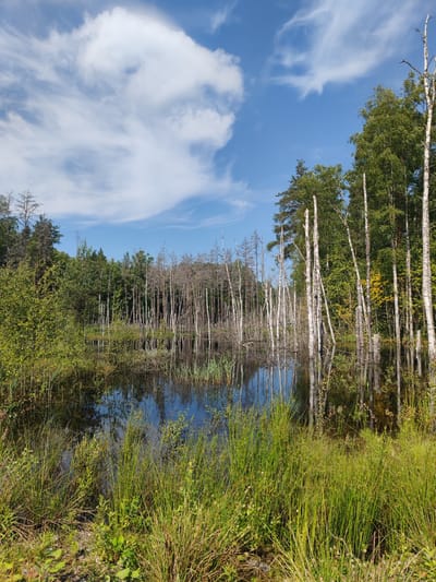The image depicts a serene natural landscape in Zashchita, Russia, likely a wetland or marsh area. A body of dark, still water reflects the surrounding environment under a bright blue sky dotted with wispy white clouds. The foreground is dominated by tall, green reeds and grasses, some with small white flowers, growing along the water's edge.
Beyond the reeds, a dense forest encircles the water. The trees are a mix of deciduous and coniferous types. Notably, there is a cluster of tall, slender, pale-barked trees, some dead and skeletal, rising from the water and the marshy ground, creating a stark contrast with the vibrant green foliage. These trees are a prominent feature, their reflections shimmering in the water. The overall impression is one of natural beauty and tranquility.