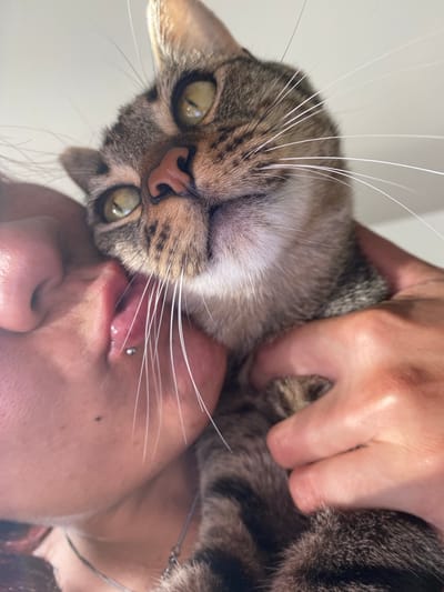 A close-up, low-angle shot features a person holding a brown tabby cat close to their face. The cat's head is tilted, with its face dominating the upper half of the frame. The person's face is visible in the lower half, with their nose and mouth area prominent. A lip piercing is noticeable. The person's hand is holding the cat firmly. The background is out of focus. The location is unknown and there is no information to suggest it is Wilde, Argentina.