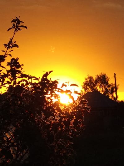 The image captures a sunset over Pankrushikha, Russia. The sky is a vivid orange, transitioning to a brighter yellow near the horizon. Silhouetted against this dramatic sky are the dark shapes of trees and foliage, with the sun peeking through the leaves of a bush in the foreground. A rudimentary structure, possibly a house or shed with a pointed roof, is visible in the middle ground, partially obscured by trees. A utility pole with wires stands to the right, also in silhouette. The overall scene evokes a sense of rural tranquility at the end of the day.