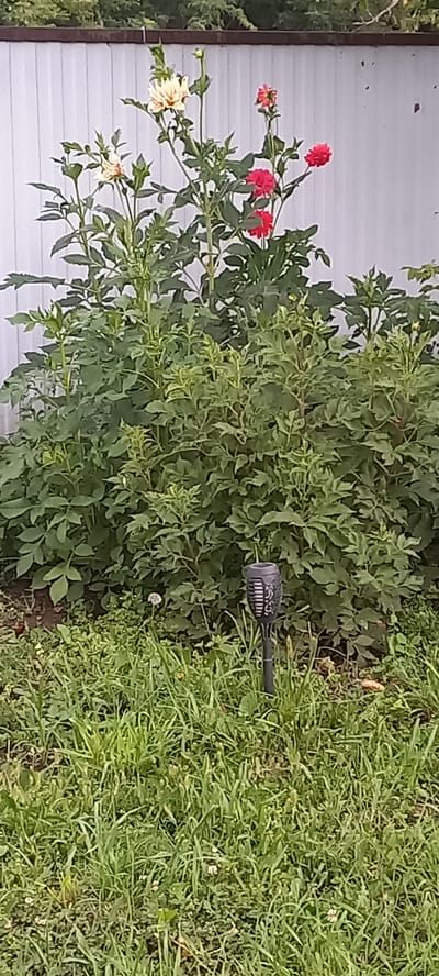 In the village of Idrisovo, Russia, a garden scene unfolds. A tall, leafy plant with several flowers, some white and others vibrant red, stands prominently in the foreground. The flowers appear to be dahlias. The plant is situated in front of a white, corrugated metal fence, suggesting a backyard or garden setting. In the grassy area below the plant, a small solar-powered garden light is visible, with a dandelion gone to seed nearby. The overall impression is one of a well-maintained garden on a bright day.