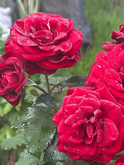 The image depicts a cluster of vibrant red roses, their petals glistening with dew drops, suggesting an outdoor setting, possibly a garden. The focus is on the intricate texture of the rose petals and the delicate sparkle of water droplets. In the background, blurred greenery and hints of a stone structure create a natural and somewhat rustic ambiance. There are no people or animals visible in the image. The scene is captured in a close-up, shallow depth-of-field perspective, emphasizing the beauty and detail of the flowers. The location is Zvenyhorodka, Ukraine.