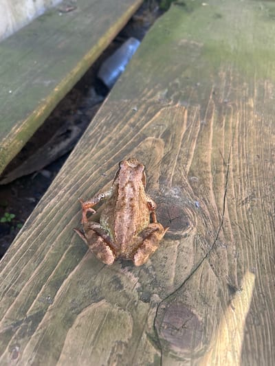 A brown frog sits on weathered wooden planks. The planks appear to be part of outdoor furniture or decking, with visible wood grain, knots, and some moss or algae growth. The frog is positioned centrally on one of the planks, facing away from the camera. Its skin has a textured, mottled brown and green appearance. The background shows more wooden planks and a dark, possibly damp area between them, with a glimpse of what might be a black hose or pipe. In the lower left corner, a few small green plants are visible, suggesting an outdoor, possibly natural or semi-natural environment. The lighting suggests it is daytime, with sunlight casting shadows and highlighting the texture of the wood. There is no indication of human presence or activity within the frame. The location is noted as Шебунино, Russia, but the visual elements within the image do not provide specific, identifiable landmarks for this particular city.