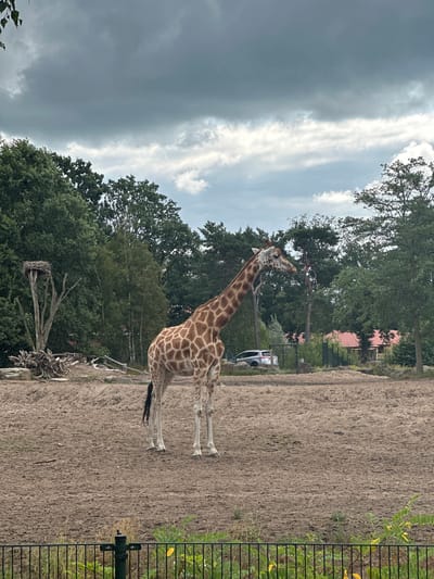 A full-body view of a giraffe standing in an outdoor enclosure at Beekse Bergen Safari Park in Hilvarenbeek, Netherlands. The giraffe is facing to the right, with its head turned slightly to look forward. It has a patterned coat of brown and white, and long legs. The enclosure is a sandy, dry area with some scattered rocks and branches. In the background, there is a dense line of trees and some buildings with red roofs. The sky is cloudy and overcast. A black metal fence runs along the bottom of the frame, separating the viewer from the enclosure. A silver car is visible in the background, parked near a fence.
