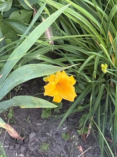The image shows a close-up view of a single bright orange-yellow flower surrounded by tall green grass and dark soil. The flower is in focus and appears to be a daylily, with six petals and prominent stamens. Its petals are slightly ruffled. The grass is lush and varied in its texture, with some blades appearing broader and others thinner and reedy. The soil is dark and appears somewhat dry, with scattered small green plants and fallen brown leaves. The lighting suggests it is daytime, likely outdoors. The scene is natural and appears to be in a garden or park setting.